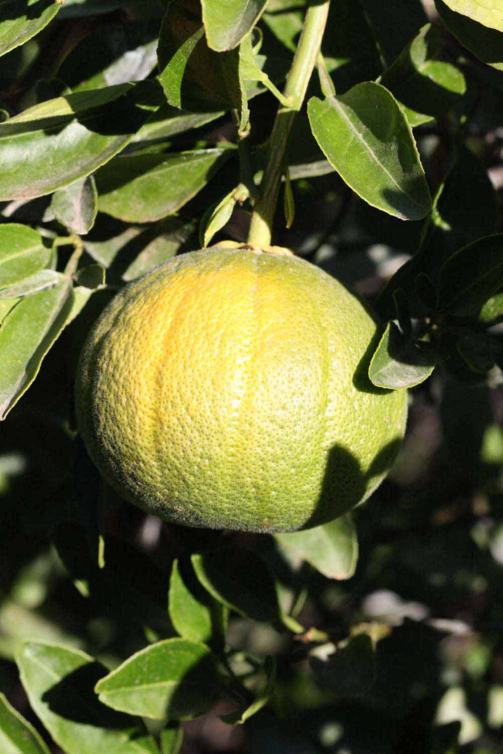              Immature fruit (Riverside, CA)       